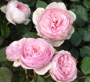 Rosa 'Geoff Hamilton' (r)