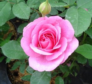 Rosa 'Gertrude Jekyll' (r)