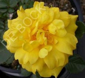 Rosa 'Allgold'