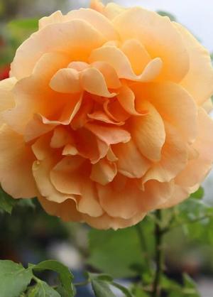 Rosa 'Easy Going'