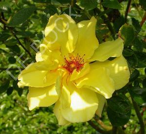 Rosa 'Golden Showers'