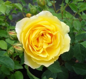 Rosa 'Graham Thomas' (r)