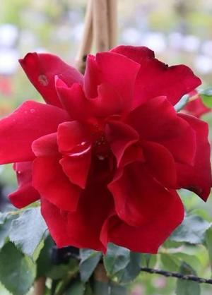 Rosa 'Guinée'
