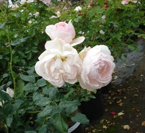 Rosa 'H�ritage' (r)