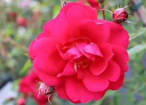 Rosa 'Henry Kelsey'