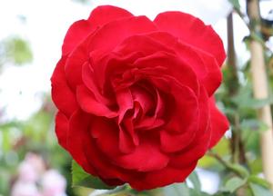 Rosa 'Heidelberg'