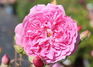 Rosa 'Harlow Carr'
