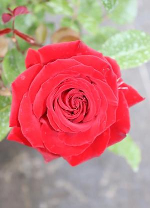 Rosa 'Ingrid Bergman'