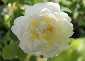 Rosa 'Imogen'