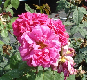 Rosa 'Mme Isaac Pereire'