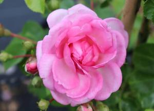 Rosa 'Jasmina'