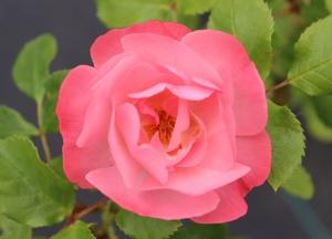 Rosa 'Jacky's Favorite'