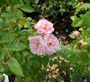 Rosa 'Kir Royal' (r)