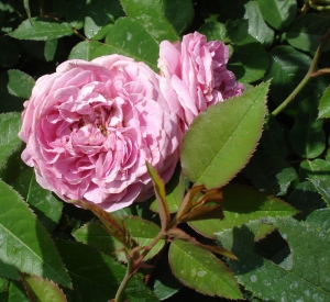 Rosa 'Louise Odier'