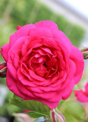 Rosa 'Laguna'