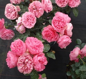 Rosa 'Leonardo da Vinci' (r)