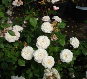 Rosa 'Little White Pet'