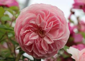 Rosa 'Larissa'