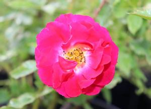 Rosa 'Matchpoint' (r)