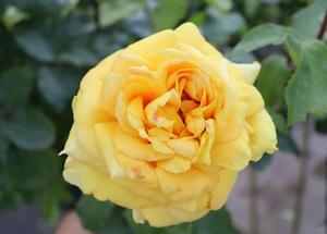 Rosa 'Marco Polo'