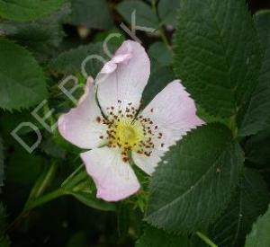 Rosa 'Great Maiden's Blush'