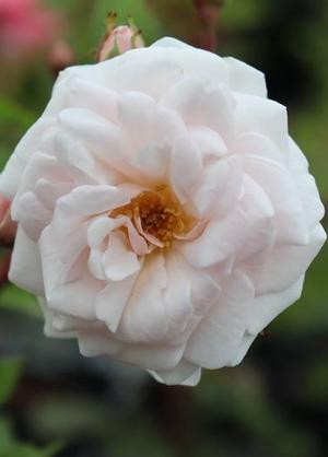 Rosa 'Marie Pavic'