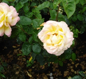 Rosa 'Mme A. Meilland'