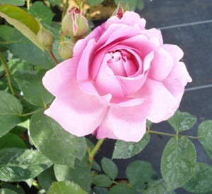 Rosa 'Mary Rose' (r)