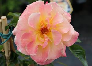Rosa 'Moonlight' (r)