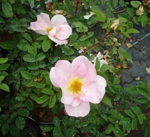 Rosa 'Nevada'
