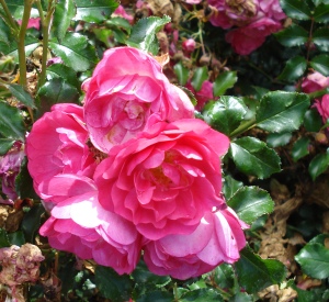 Rosa 'Neon' (r)