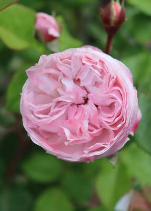 Rosa 'New Dreams'