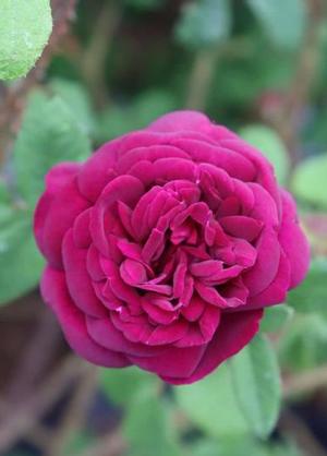 Rosa 'Nuits de Young'