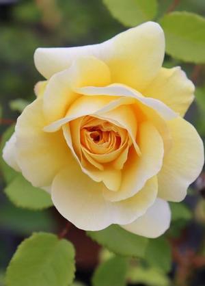 Rosa 'The Poet's Wife'