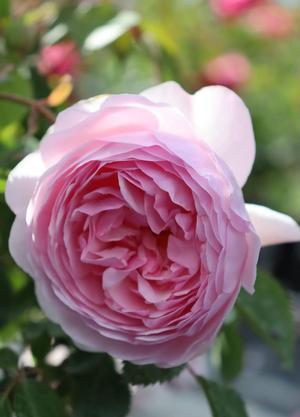 Rosa 'Olivia Rose Austin'
