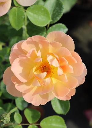 Rosa 'Sweet Blondie'