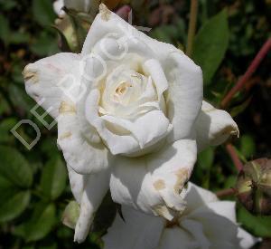 Rosa 'Pascali'