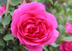 Rosa 'Pink Cloud'