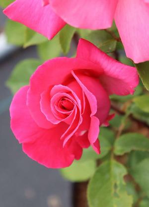 Rosa 'Prima Ballerina'