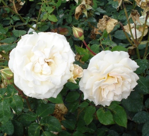 Rosa 'Poustinia' (r)