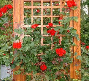 Rosa 'Paul's Scarlet Climber'