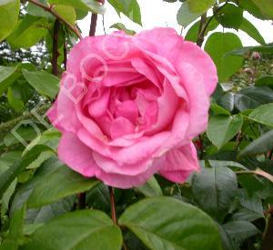 Rosa 'Queen Elisabeth'