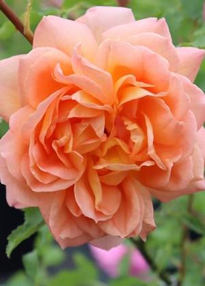 Rosa 'Lady of Shalott'