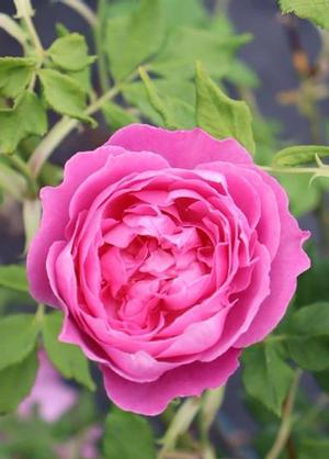 Rosa 'La Reine Victoria'
