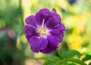 Rosa 'Rhapsody in blue' (r)