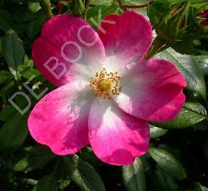 Rosa 'Rush' (r)