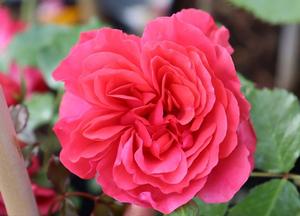 Rosa 'Rosarium Uetersen' (r)