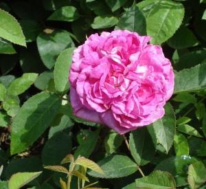 Rosa 'Reine des Violettes'