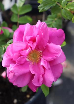 Rosa 'Roseraie de l'Hay'