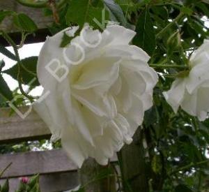 Rosa 'Schneewittchen Climber' (r)